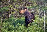 Moose Profile_49953